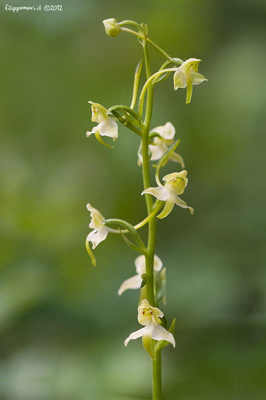 Platanthera clorantha??